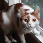 Katzenimpfung - wann ist der richtige Zeitpunkt?
